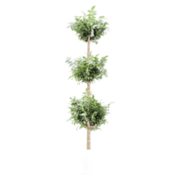 3D rendering of Bay laurel plant in planter isolated on transparent canvas png