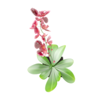 3D rendering of Moth orchids plant in planter isolated on transparent canvas from top view png