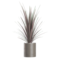 3D rendering of New Zealand cabbage tree in planter isolated on transparent canvas png