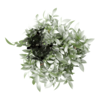 3D rendering of Polyscias plant in planter isolated on transparent canvas from top view png
