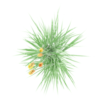 3d rendering of Red hot poker isolated on transparent Canvas from top view png