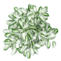 3D rendering of Dumb canes plant in planter isolated on transparent canvas from top view png