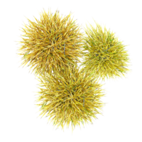 Top view of Wild field grass in pot with realistic style from top view png
