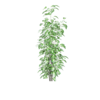 3D rendering of Polyscias plant in planter isolated on transparent canvas png