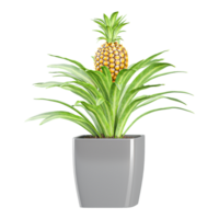3D rendering of Pineapple tree in planter isolated on transparent canvas png