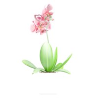 3D rendering of Moth orchids plant in planter isolated on transparent canvas png
