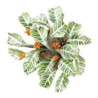 3D rendering of Bird of paradise flower tree in planter isolated on transparent canvas from top view png