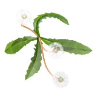 collection of Red deadnettle Tree in pot with realistic style from top view png