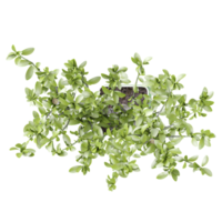 3D rendering of Bay laurel plant in planter isolated on transparent canvas from top view png