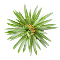 3D rendering of Pineapple tree in planter isolated on transparent canvas from top view png