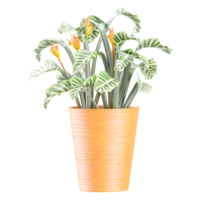 3D rendering of Bird of paradise flower tree in planter isolated on transparent canvas png