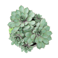 3D rendering of Echeveria Plant isolated on transparent canvas from top view png