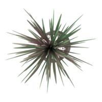 3D rendering of New Zealand cabbage tree in planter isolated on transparent canvas from top view png