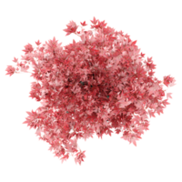 collection of Japanese Maple Tree in pot with realistic style from top view png