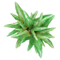 3D rendering of Dracaena fragrans isolated on transparent canvas from top view png