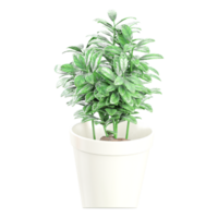 3D rendering of Dumb canes plant in planter isolated on transparent canvas png