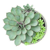 collection of Echeveria plant in planter with realistic style from top view png