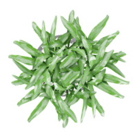 Bay laurel Plant isolated on transparent Canvas png