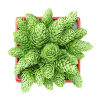 3D rendering of Burro's-tail plant in planter isolated on transparent canvas from top view png