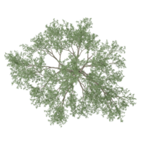 Top view of Beech tree isolated on transparent canvas png