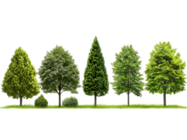 A collection of five different types of trees showcasing various shapes and foliage. png