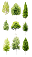 A collection of various trees displayed in a grid format for design or educational purposes. png