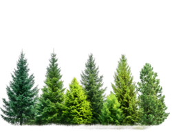 A collection of various evergreen trees showcasing different shades of green. png