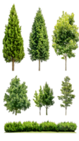 A collection of various tree types and shrubs for graphic design or landscaping use. png
