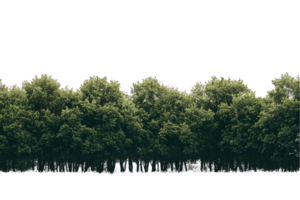 A dense row of lush green trees creating a natural border. png