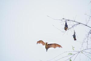 Group of Bats Roosting in Trees and Soaring Through the Sky photo
