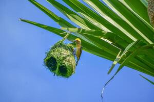 Close-Up of Bird Building Nest in Natural Habitat photo