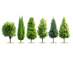 A variety of trees displayed in a row, showcasing different shapes and sizes. png