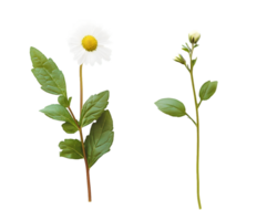 Bloomed and Unbloomed Daisy-like Flowers with Stems and Leaves png