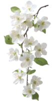 Digital Render of White Blossoms on Branch png