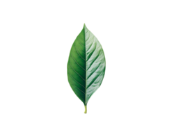 Single Leaf, Green and Variegated png