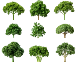 Collection of Parsley and Broccoli in Various Forms png