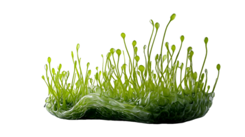 Green Biomorphic Structure with Multiple Tendrils png