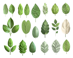 Digital Renderings of Twenty-Four Diverse Leaf Types png
