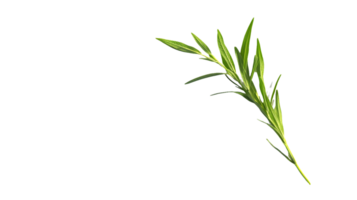 Green Plant Sprig with Lanceolate Leaves png