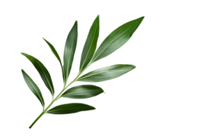 Image of a Sprig with Multiple Lanceolate Leaves png
