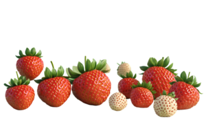 Variety of strawberries in different ripeness showcasing vibrant red and white hues with fresh green leaves accentuating the natural and appetizing display of this popular fruit png