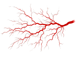 Intricate illustration of a red blood vessel resembling a branching tree structure showcasing the complex network of arteries in human anatomy. png