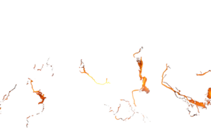 Vibrant flowing lava display with fiery oranges and yellows contrasting against a dark background capturing the dynamic energy of natural forces png