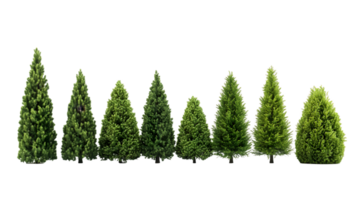 Collection of trees in various sizes, arranged in a row png