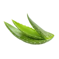 Fresh aloe vera leaf isolated on a transparent background, showcasing its vibrant green color and unique texture, aloe vera fresh leafisolated on transparent background png