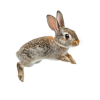 A brown rabbit gracefully jumping midair against a clean transparent background capturing its playful spirit, A brown rabbit mid air jump, transparent background. png