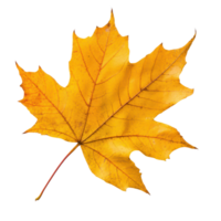 Isolated beautiful yellow maple leaf on a transparent background, showcasing autumn s vibrant colors and natural design, Beautiful maple leave isolated transparent background png