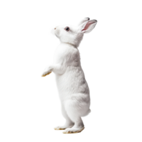 A curious rabbit stands upright on its hind legs in a bright, airy setting, exploring its surroundings, A curious rabbit standing tall on its hind legs, transparent background. png