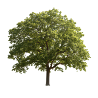 A stunning oak tree standing alone against a crisp backdrop showcasing its vibrant green leaves, A beautiful tree Oak isolated isolated on transparent background png