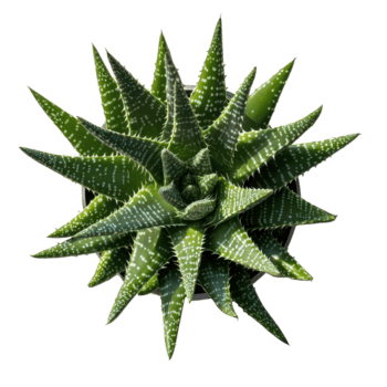 Aloe bush captured in isolation with a striking shadow on a transparent background during bright daylight, aloe bush, file of isolated object with shadow on transparent background png